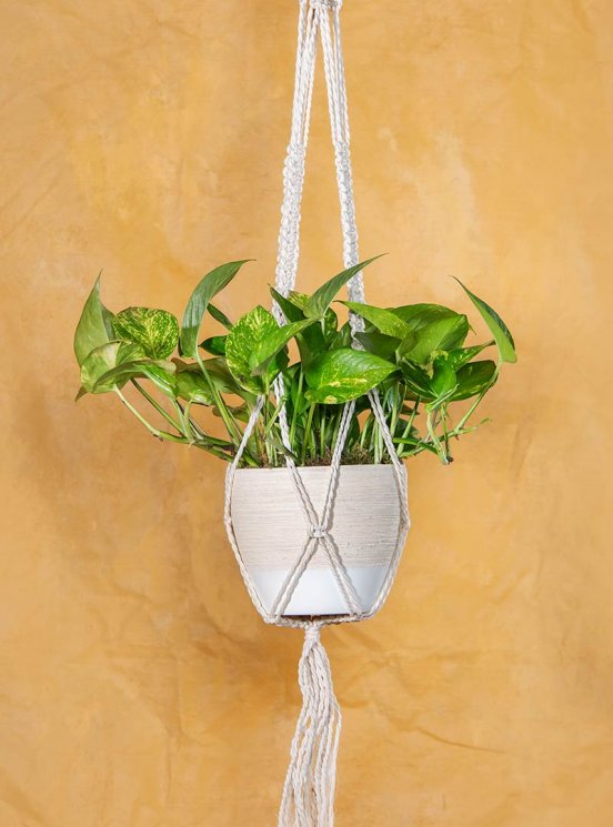 In Memory Golden Pothos Plant with Macram Hanger: Seeds Of Life