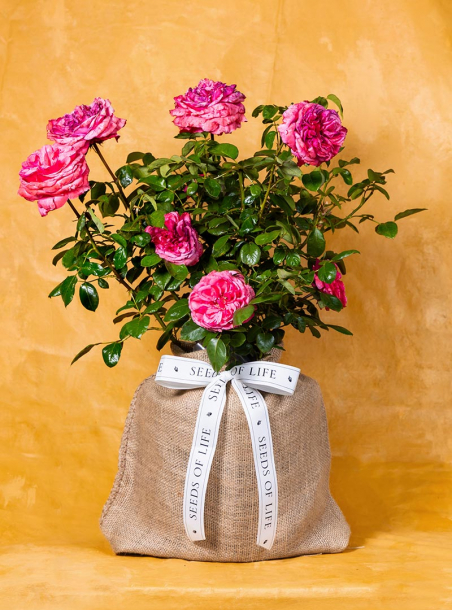 In Memory Love Me Rose