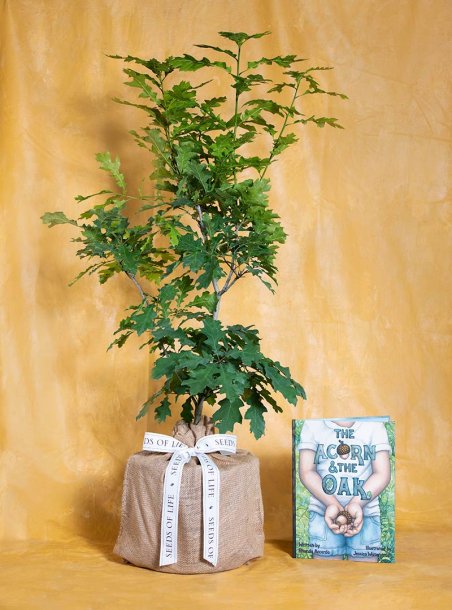 Enduring Oak Memorial Tree with Acorn Book