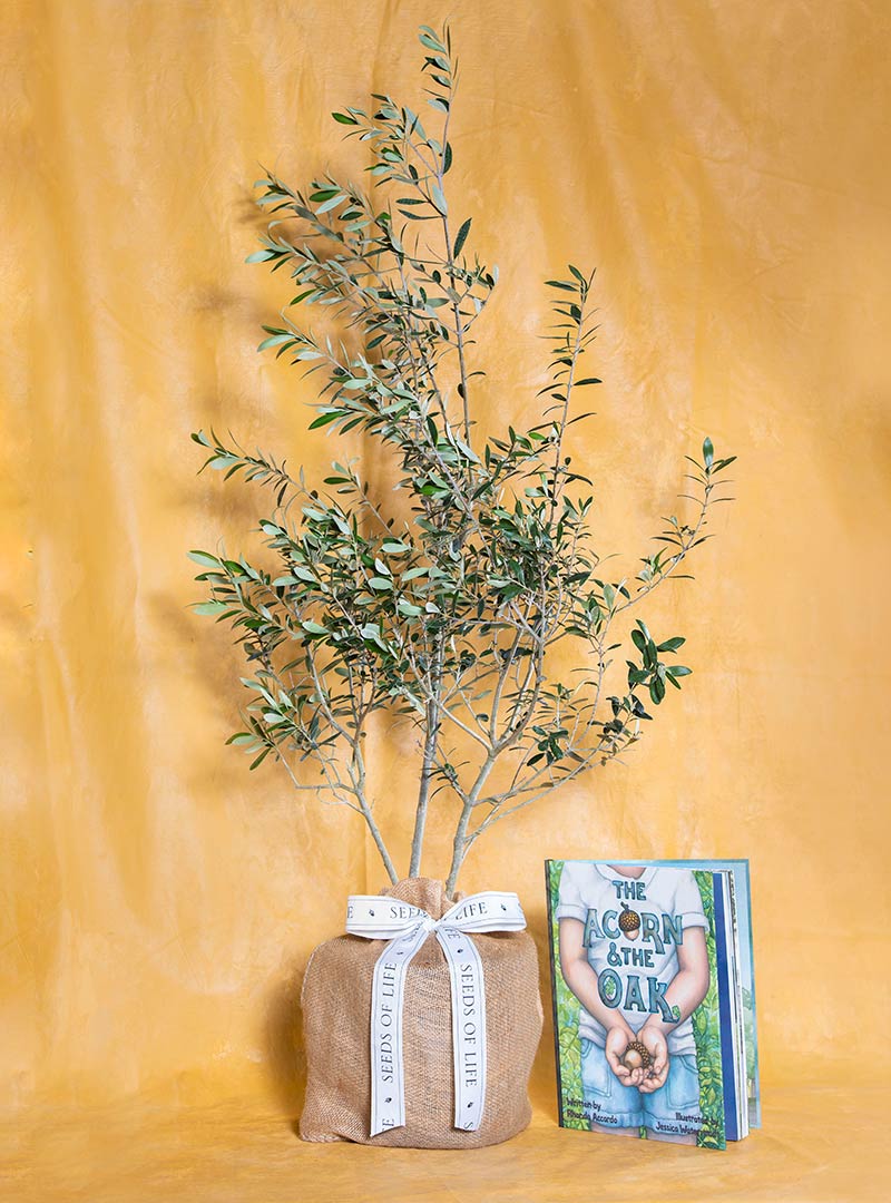 Olive Tree Sympathy Gift with Acorn Book Seeds Of Life