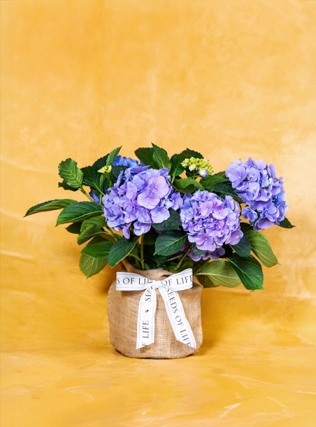 Memorial Hydrangea