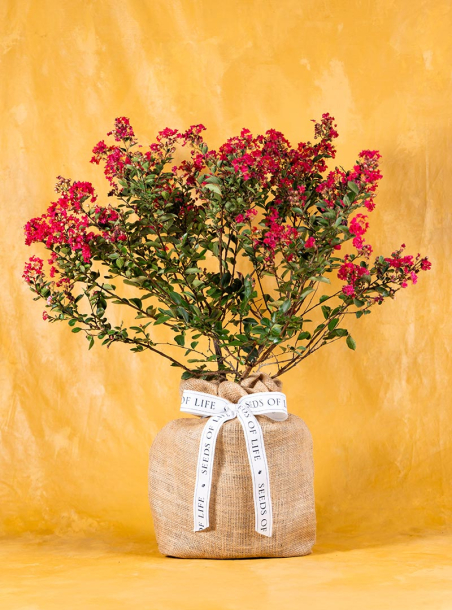 Just Because Red Crepe Myrtle