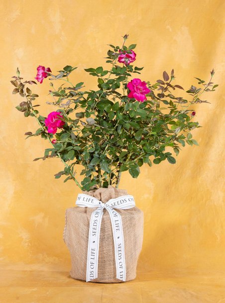 In Memory Sweet Spirit Rose