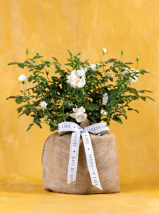 planting jade in pots Shop Lucky Indoor Jade Plant with Self Watering Pot main image 0