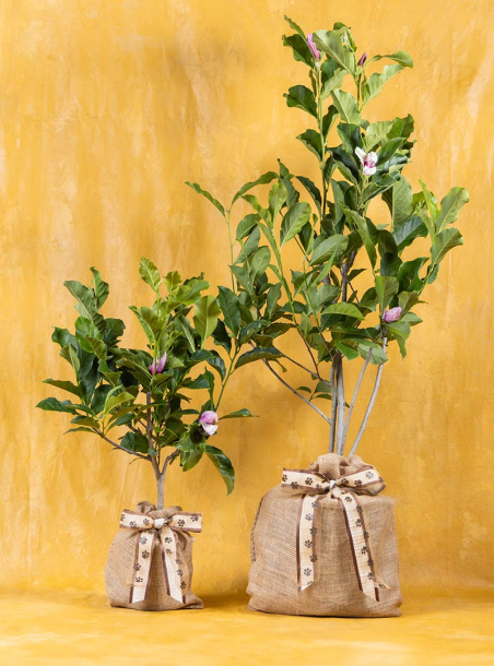 Rosy Remembrance Pet Sympathy Magnolia Ann