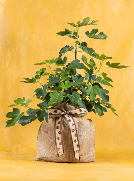 Feline Pet Sympathy Fig