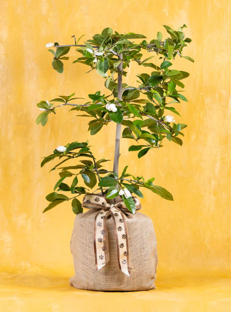 Whiskers & Wings Pet Sympathy Fairy Magnolia