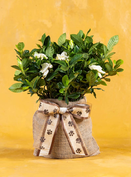 The Velveteen Pet Sympathy Gardenia