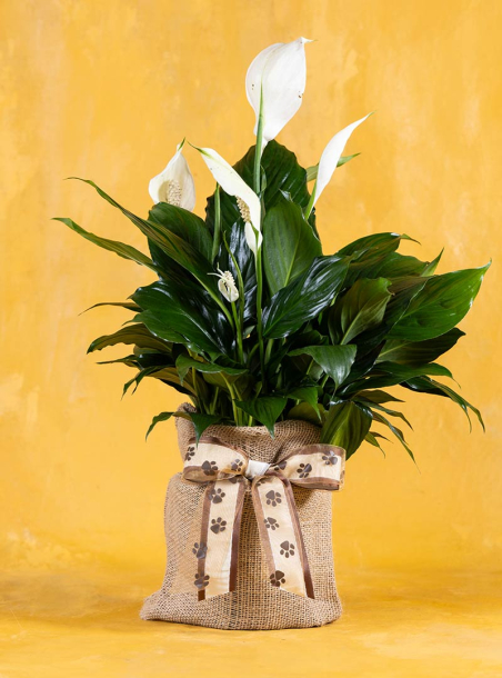 Loyal Peace Pet Sympathy Lily