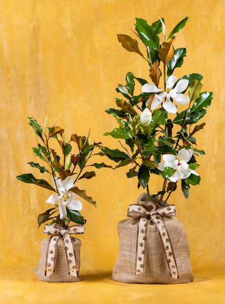 Bark & Blossom Pet Sympathy Magnolia