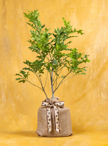 Pawprint Pet Sympathy Oak