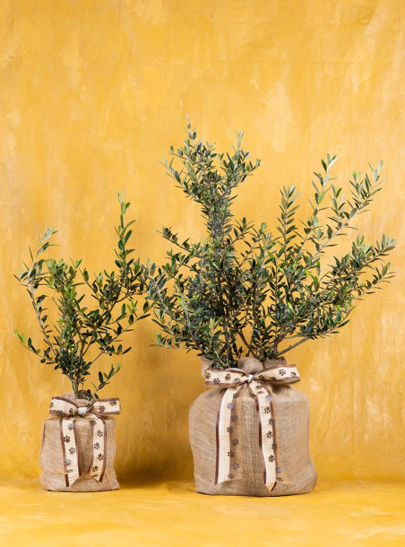 Purr in Peace Pet Sympathy Olive