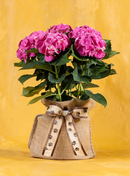 Rainbow Bridge Pet Sympathy Hydrangea