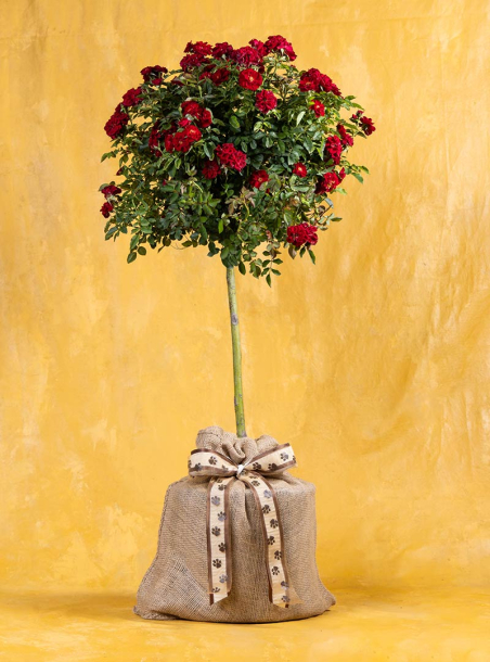 Love & Loyalty Pet Sympathy Rose