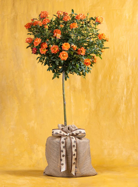 Fur-Ever Radiant Pet Sympathy Rose