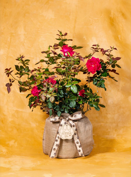 Sweet Nuzzles Pet Sympathy Rose