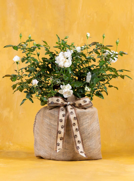 Tails & Tributes Pet Sympathy Rose