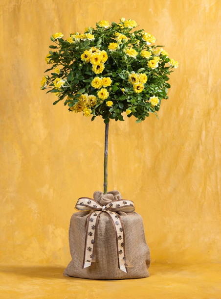 Golden Companion Pet Sympathy Rose