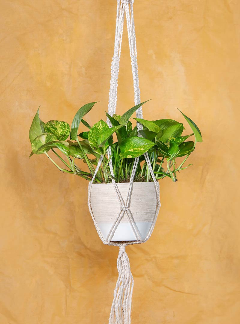 Housewarming Golden Pothos Plant with Macramé Hanger