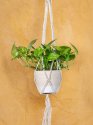Housewarming Golden Pothos Plant with Macramé Hanger