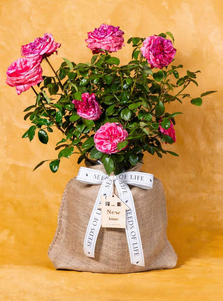 Housewarming Love Me Pink Rose