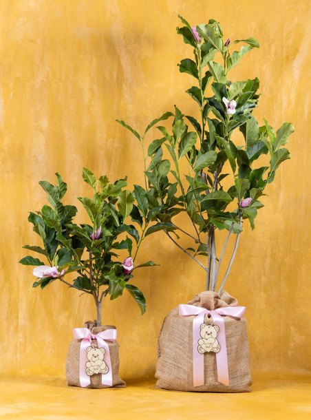Baby Girl Magnolia Ann Tree