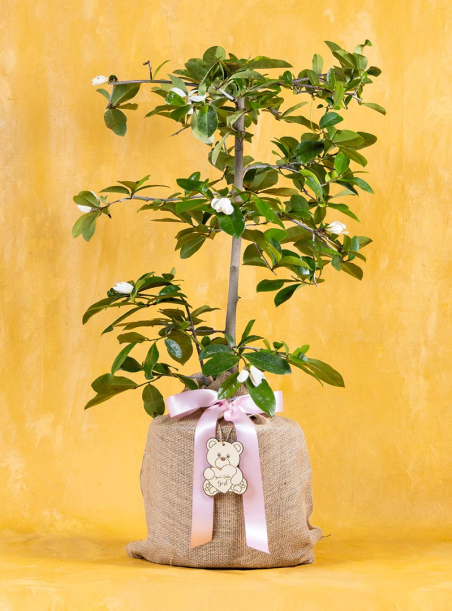 Baby Girl Fairy Magnolia Tree