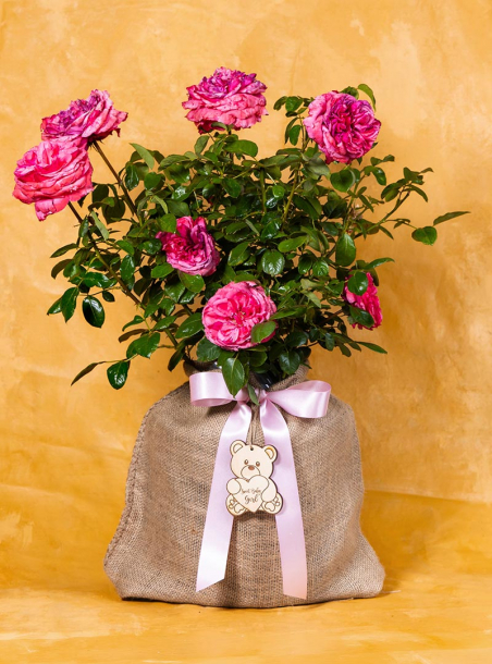 Baby Girl Love Me Pink Rose