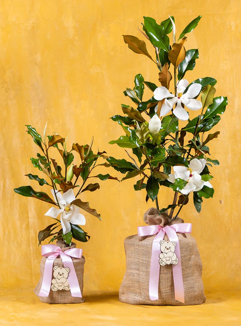 Baby Girl Southern Magnolia Tree: Seeds Of Life