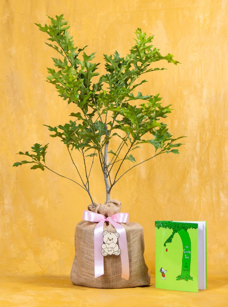 Enduring Baby Oak Tree & Book