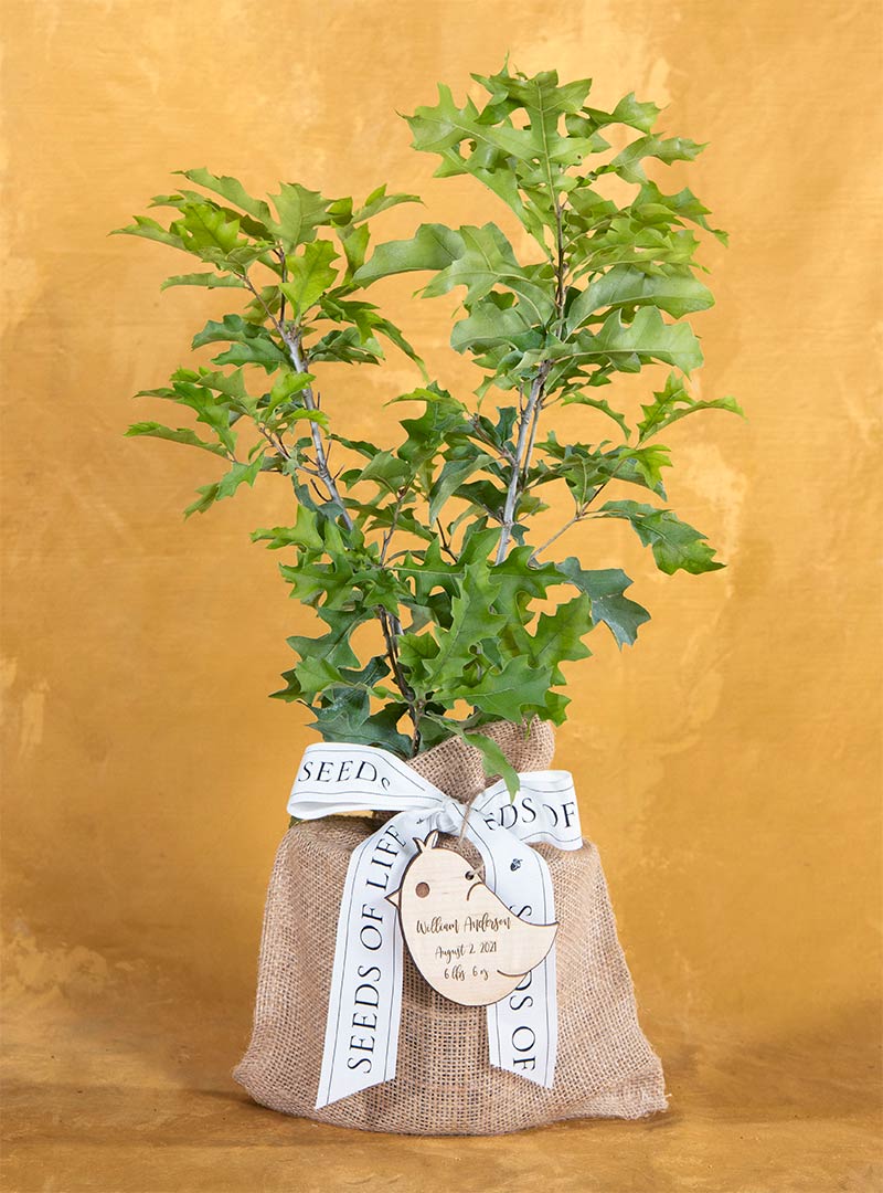 Enduring Baby Girl Oak Tree Keepsake Ornament Seeds Of Life
