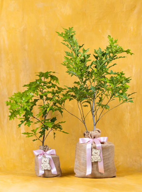 Enduring Oak Tree New Baby Girl Gift