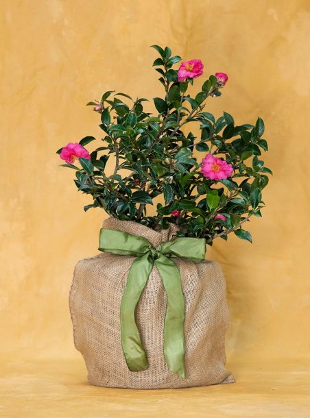 Baby Girl Pink Camellia