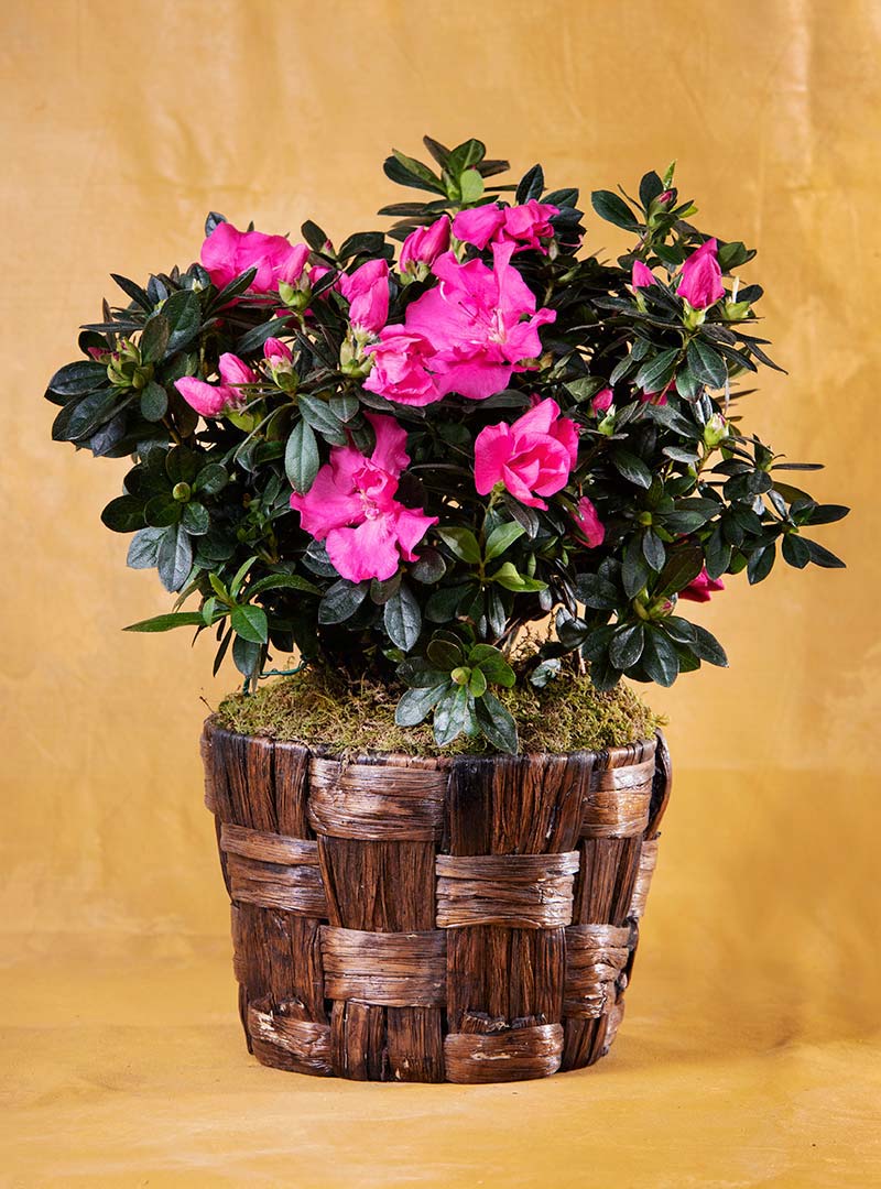 Baby Girl Blooming Azalea Plant: Seeds Of Life