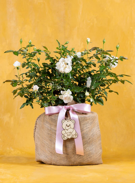 Baby Bolero White Rose