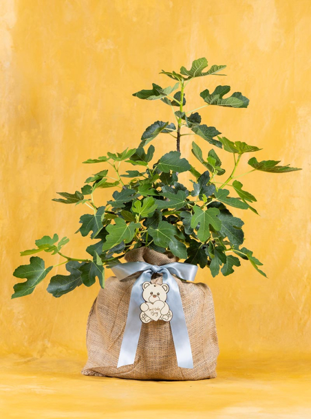 Baby Boy Fruitful Fig Gift Tree