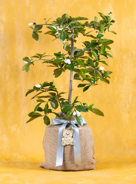 Baby Boy Fairy Magnolia Tree