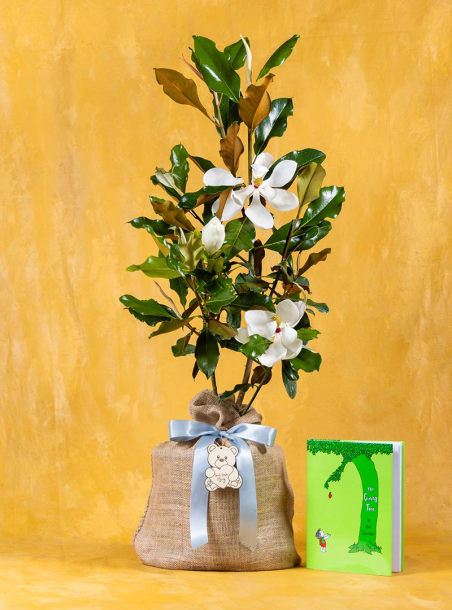 Baby Boy Magnolia Tree & The Giving Tree Book