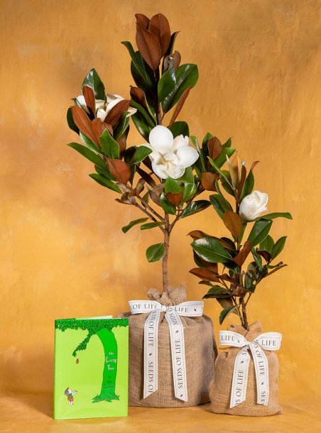 Baby Boy Magnolia Tree & The Giving Tree Book