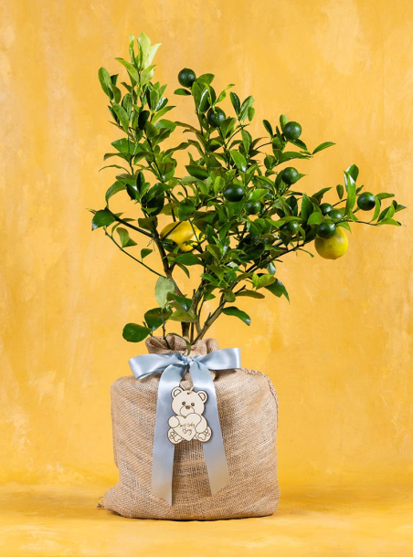 Baby Boy Meyer Lemon Tree