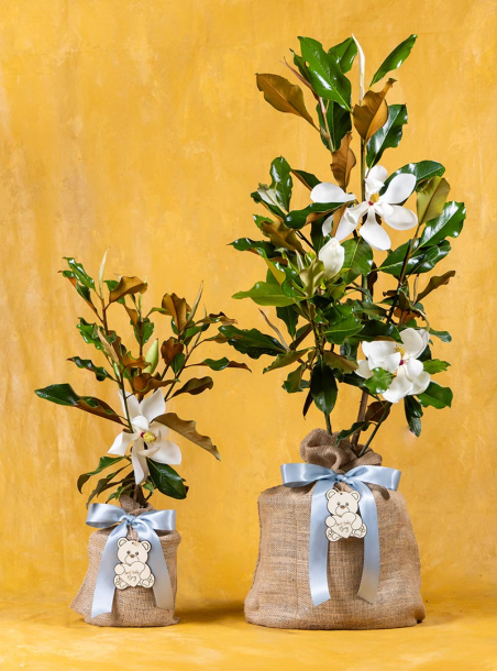 Baby Boy Southern Magnolia Tree