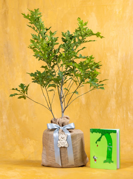 Enduring Baby Boy Oak Tree & The Giving Tree Book