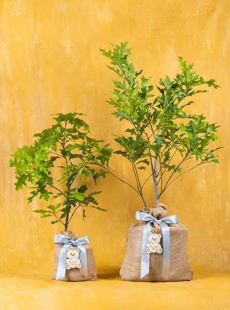 Enduring Oak Tree New Baby Boy Gift