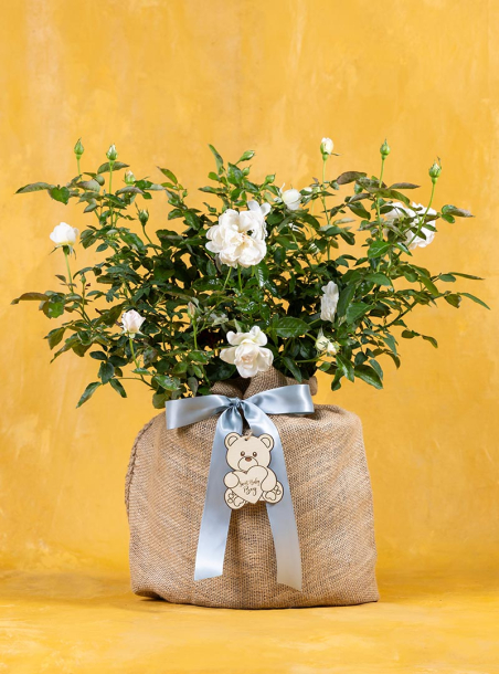 Baby Boy Bolero White Rose