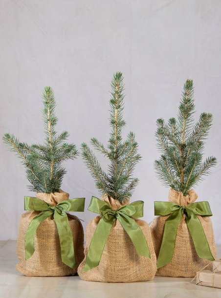 Holiday Colorado Blue Spruce Green Ribbon