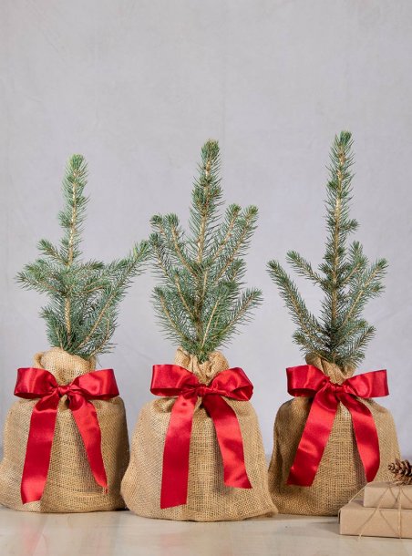 Holiday Colorado Blue Spruce Red Ribbon