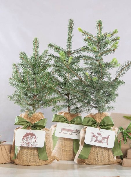 Festive Colorado Blue Spruce Tree