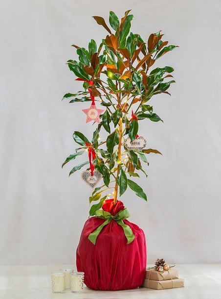 Magnolia Christmas Tree