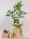 Holiday Meyer Lemon Tree
