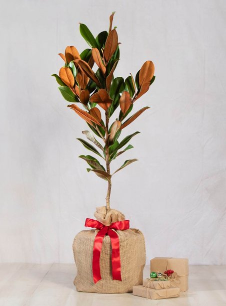 Holiday Southern Magnolia Tree
